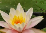 4月2日生肖兔运势：今日运势预测及详细分析，提前掌握好运时机！