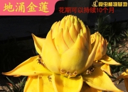 莲花宝地 盛世交响 共铸璀璨未来