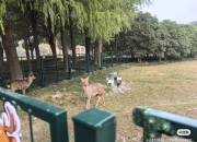 上海交大受伤小鹿后腿被咬掉一块肉，宠物医师推测或遭动物围攻