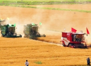 内蒙古粮食产量首次突破800亿斤